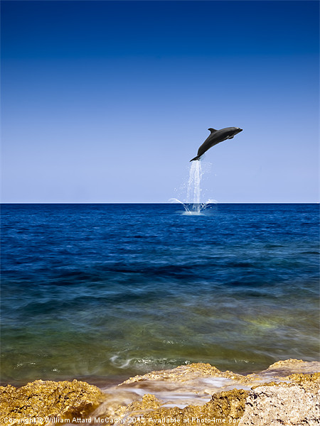 Flight of the Dolphin Picture Board by William AttardMcCarthy