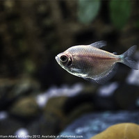 Buy canvas prints of Freshwater Barb by William AttardMcCarthy