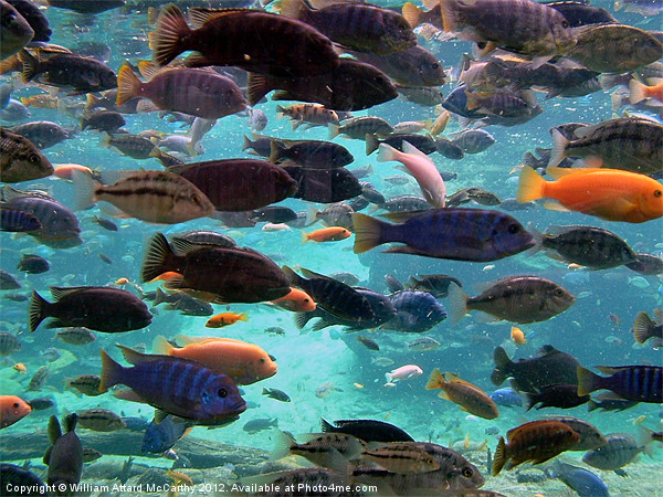 Tropical Fish Picture Board by William AttardMcCarthy