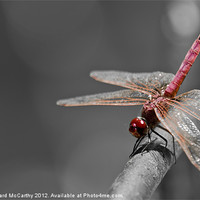 Buy canvas prints of Sympetrum Fonscolombii by William AttardMcCarthy