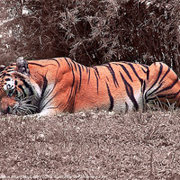 Buy canvas prints of Crouching Tiger by William AttardMcCarthy