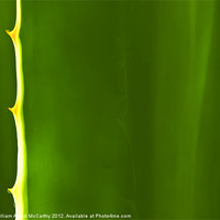 Buy canvas prints of Aloe Abstract by William AttardMcCarthy