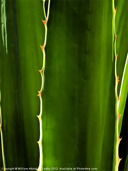 Aloe Abstract Picture Board by William AttardMcCarthy
