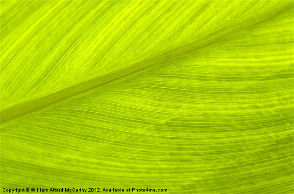 Going Green Picture Board by William AttardMcCarthy