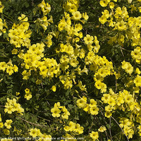 Buy canvas prints of Buttercups by William AttardMcCarthy
