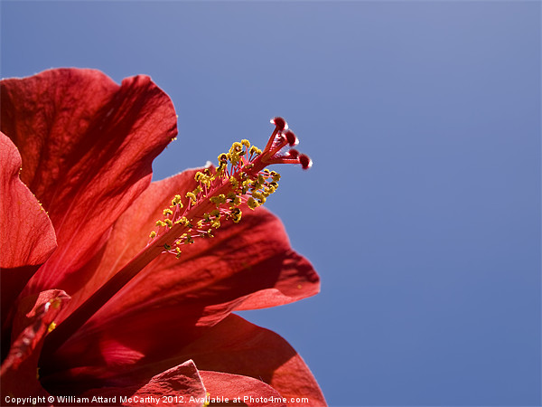 Red Tropical Hibiscus Picture Board by William AttardMcCarthy