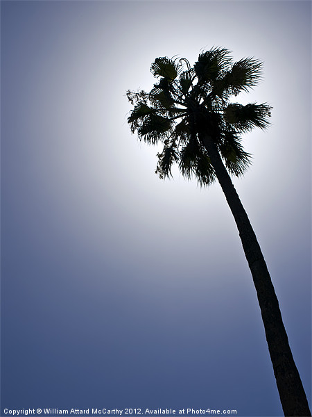 Palm Tree Silhouette Picture Board by William AttardMcCarthy