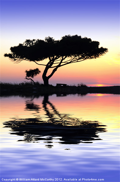 Tranquility at Water's Edge Picture Board by William AttardMcCarthy
