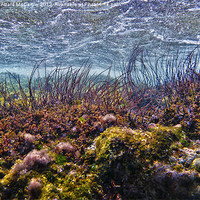 Buy canvas prints of Seaweed by William AttardMcCarthy