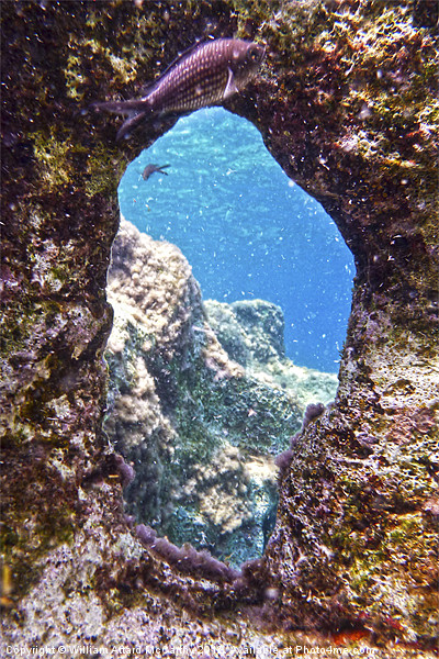 Damselfish and Window Picture Board by William AttardMcCarthy