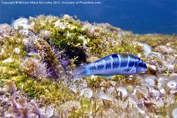 Blue Peacock Wrasse and Blenny Picture Board by William AttardMcCarthy