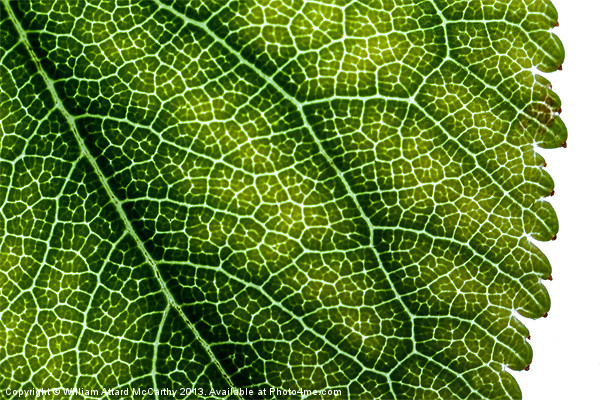 Leaf Backdrop Picture Board by William AttardMcCarthy