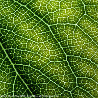 Buy canvas prints of Leaf Backdrop by William AttardMcCarthy