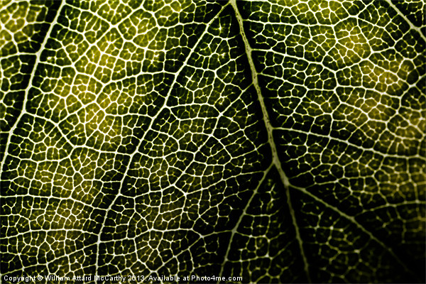 Leaf Backdrop Picture Board by William AttardMcCarthy