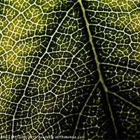 Buy canvas prints of Leaf Backdrop by William AttardMcCarthy
