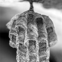 Buy canvas prints of Paper Wasp Nest by William AttardMcCarthy