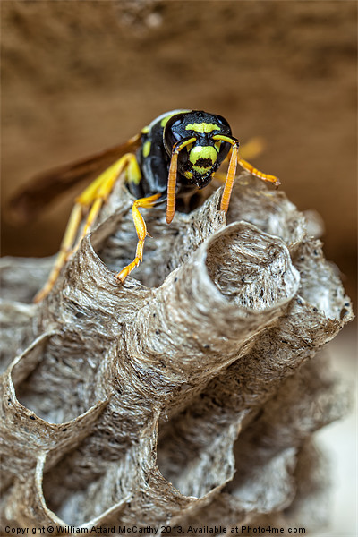 Paper Wasp Queen Picture Board by William AttardMcCarthy