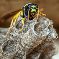 Buy canvas prints of Paper Wasp Queen by William AttardMcCarthy