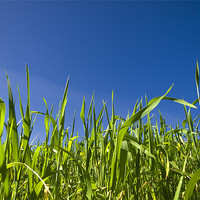 Buy canvas prints of Grass and Sky by William AttardMcCarthy