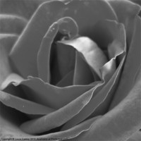 Buy canvas prints of Silver Rose by Laura Cassap