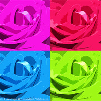 Buy canvas prints of Colour of the Rose by Laura Cassap