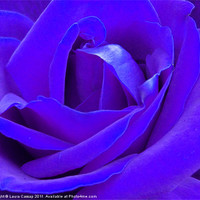 Buy canvas prints of Blue Rose by Laura Cassap