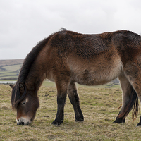 Buy canvas prints of  Exmoor pony grazing by Carl Shellis