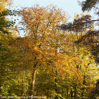 Buy canvas prints of Autumn Trees by Sarah Osterman