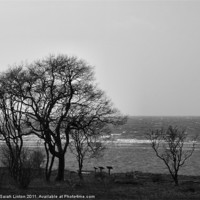 Buy canvas prints of Coastal Trees in Monochrome by Sarah Osterman