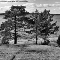 Buy canvas prints of Ingarö Island 4 in monochrome by Sarah Osterman