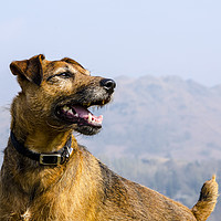 Buy canvas prints of Patterdale Terrier by david rodgers