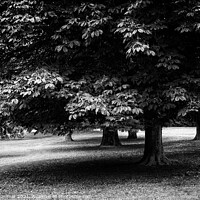Buy canvas prints of Trees in Black and White by Natalie Kinnear