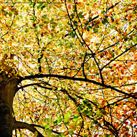 Buy canvas prints of Sunlit Autumn Leaves by Natalie Kinnear