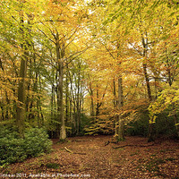 Buy canvas prints of Autumn Woodland Scene I by Natalie Kinnear