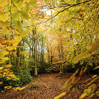 Buy canvas prints of Autumn Woodland Scene V by Natalie Kinnear