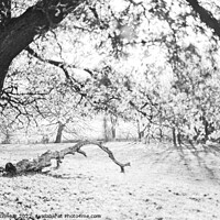 Buy canvas prints of Tree on a Sunlit Frosty Morning by Natalie Kinnear by Natalie Kinnear