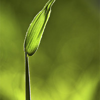 Buy canvas prints of Sunlit Grass and Dew Drop by Natalie Kinnear