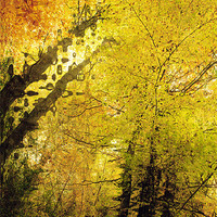 Buy canvas prints of Autumn Colours Abstract I by Natalie Kinnear