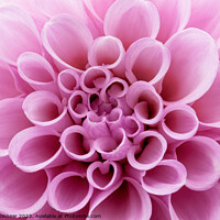 Buy canvas prints of Pink Dahlia Flower Close Up by Natalie Kinnear