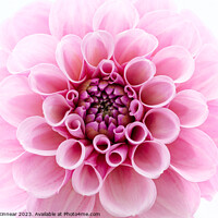 Buy canvas prints of Pale Pink dahlia Flower Close Up against White Background by Natalie Kinnear