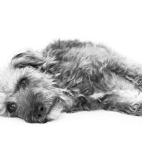 Buy canvas prints of Cute Pup by Natalie Kinnear