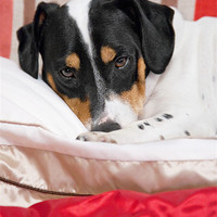 Buy canvas prints of Cute Jack Russell Terrier Dog by Natalie Kinnear