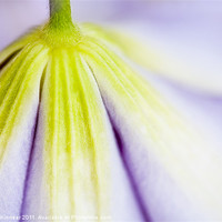 Buy canvas prints of Clematis Flower I by Natalie Kinnear
