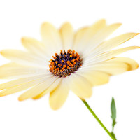 Buy canvas prints of Sunny Osteospermum Flower by Natalie Kinnear