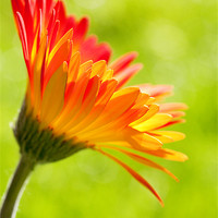 Buy canvas prints of Gerbera Mix Flower in Sunshine by Natalie Kinnear