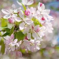 Buy canvas prints of Cherry Blossom Square Format by Natalie Kinnear