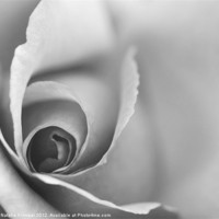 Buy canvas prints of Romantic Black and White Floral Wall Art by Natalie Kinnear