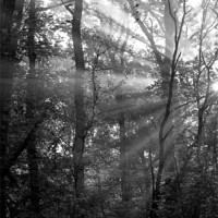 Buy canvas prints of Sunrays Through the Trees in Black and White by Natalie Kinnear
