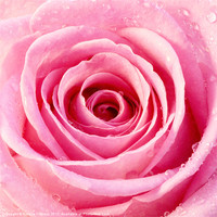 Buy canvas prints of Pink Rose with Water Droplets by Natalie Kinnear