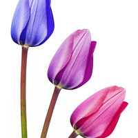 Buy canvas prints of Trio of Tulips Purple Lilac Pink by Natalie Kinnear